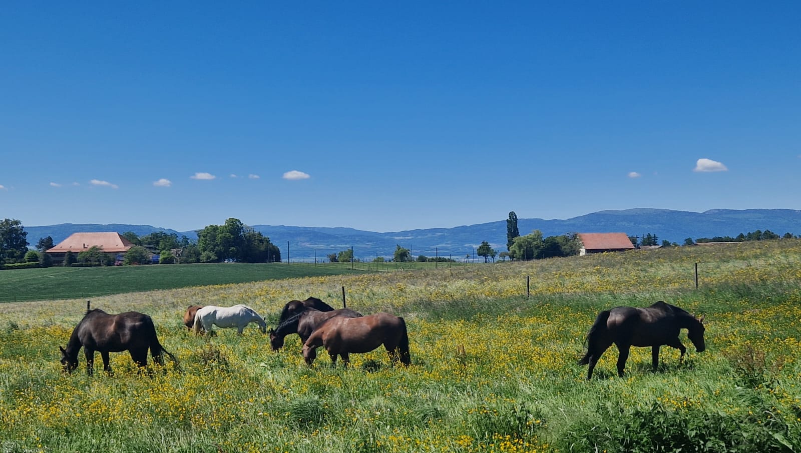 Chevaux au pré