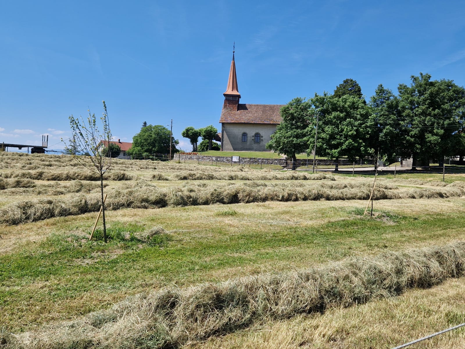 Chevaux en stabulation