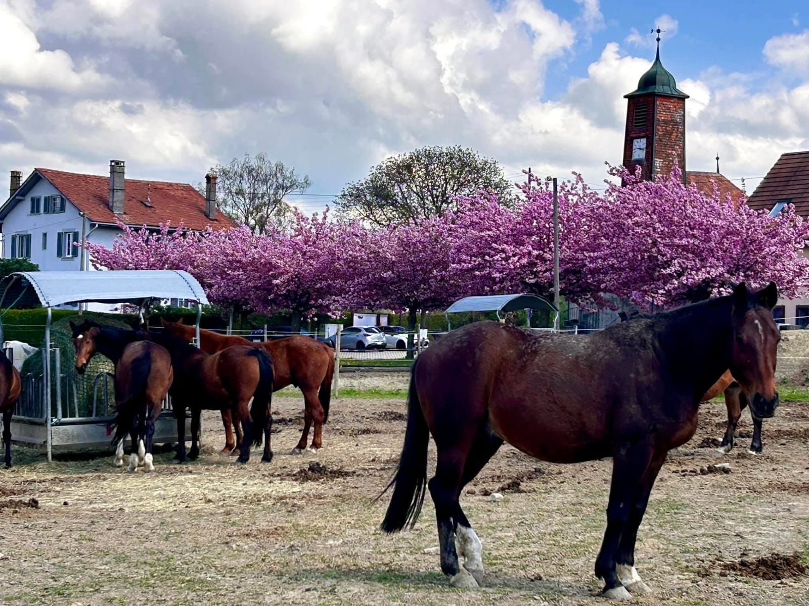 Chevaux en stabulation